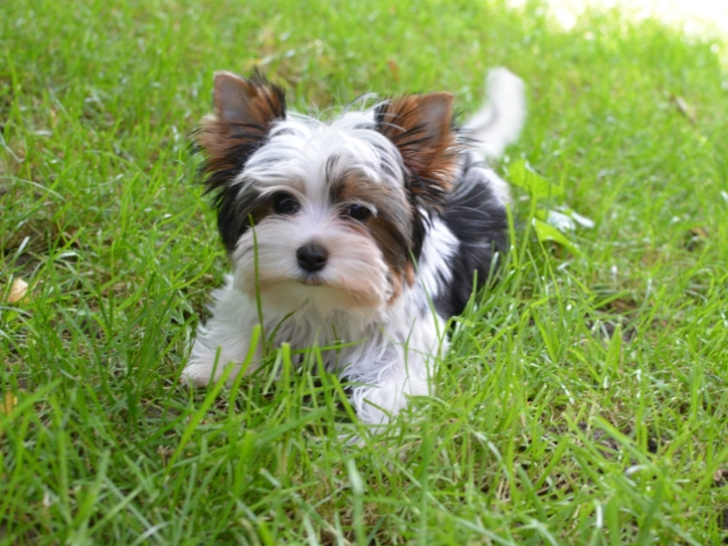 Biewer Terrier Welpe kaufen