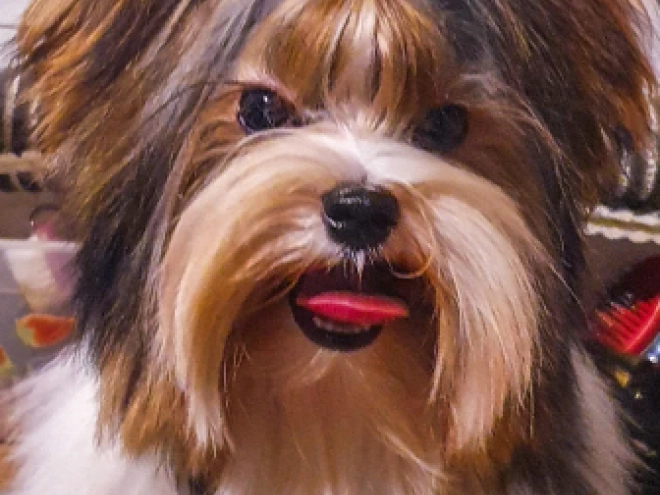 Biewer Terrier Welpe kaufen