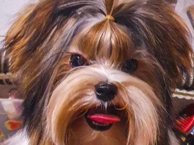 Biewer Terrier Welpe kaufen