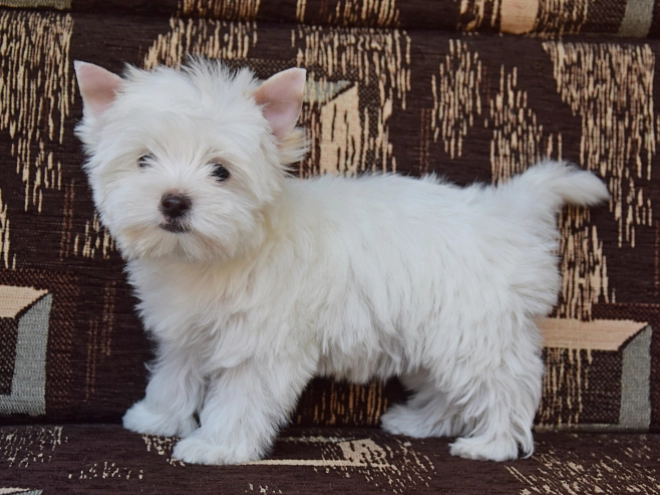Biewer Yorkie puppy for sale
