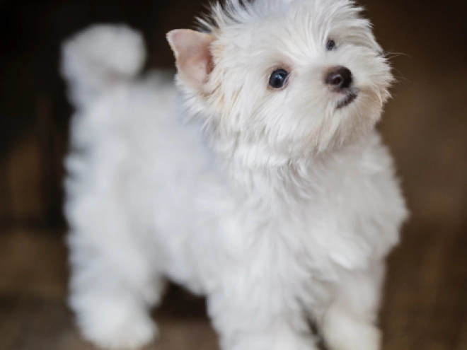 Biewer Yorkie puppy for sale