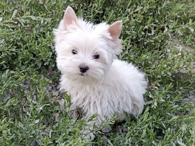 Biewer Yorkie puppy for sale