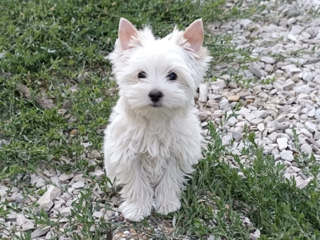 Biewer Yorkie puppy for sale