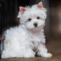 Elixir, white with markings Biewer Yorkie for sale