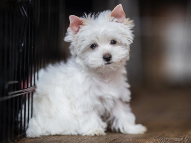 Biewer Yorkie puppy for sale