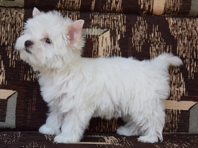 Biewer Yorkie puppy for sale