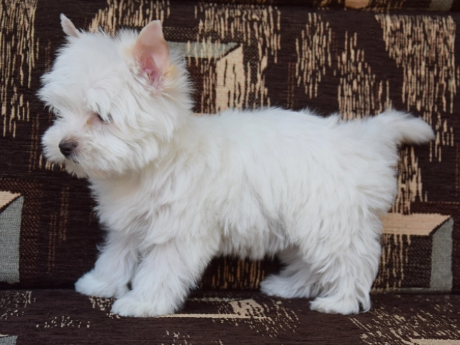 Biewer Yorkie puppy for sale