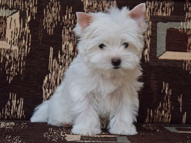 Biewer Yorkie puppy for sale