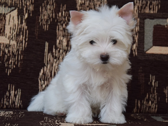 Biewer Yorkie puppy for sale