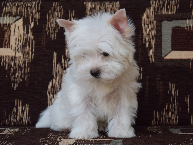 Biewer Yorkie puppy for sale
