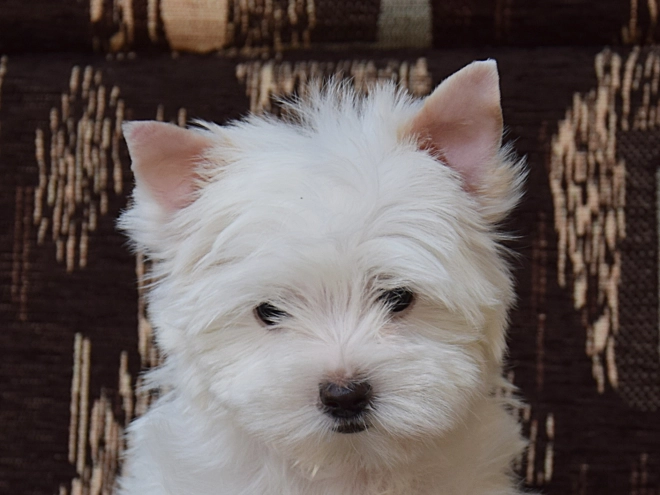 Biewer Yorkie puppy for sale