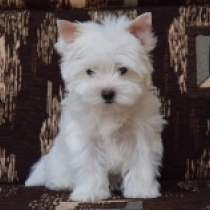Elixir, white with golden markings Biewer Yorkie en venta