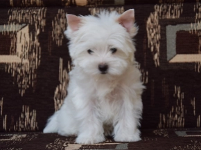 Biewer Yorkie puppy for sale