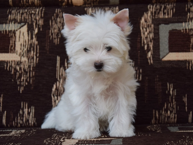 Biewer Yorkie puppy for sale