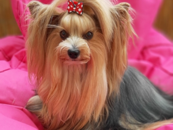 Biewer Yorkie puppy for sale