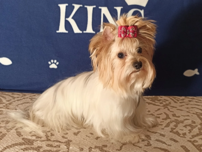 Biewer Yorkie puppy for sale