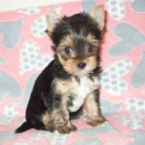 Holly, tricolor Biewer Terrier Welpen kaufen
