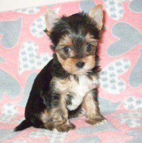 Biewer Terrier Welpe kaufen