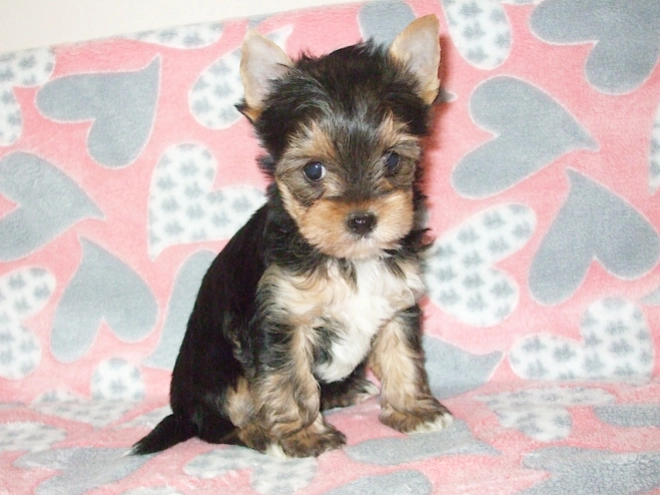Perros Biewer Yorkie en venta