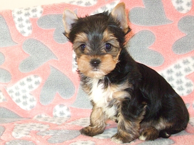 Perros Biewer Yorkie en venta