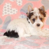 Hella, goldust Biewer Terrier Welpen kaufen