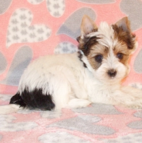 Biewer Terrier Welpe kaufen
