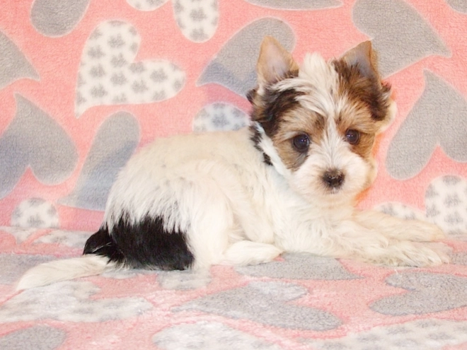 Biewer Terrier Welpe kaufen