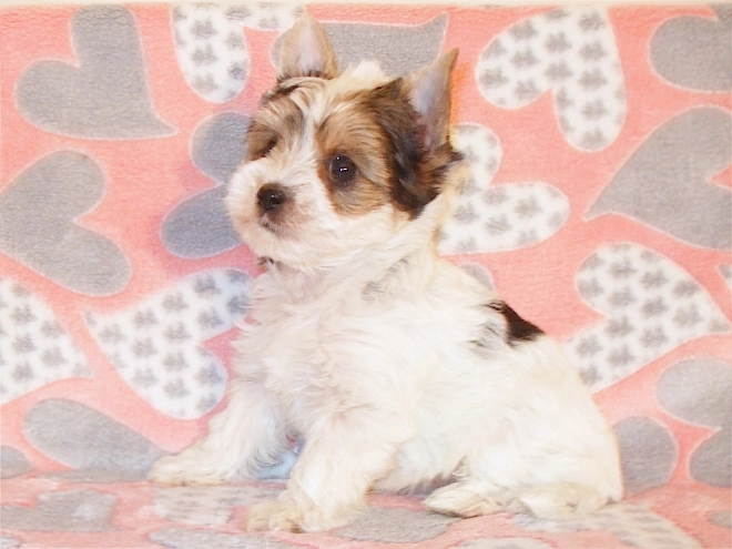 Biewer Terrier Welpe kaufen