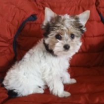 Hella, goldust Biewer Yorkie for sale
