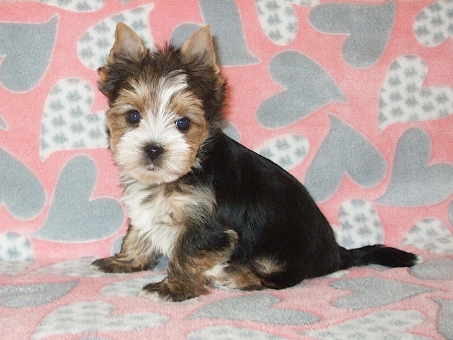 Biewer Terrier Welpe kaufen