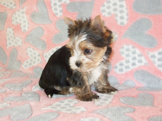 Biewer Terrier Welpe kaufen
