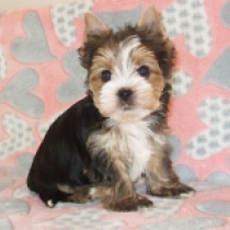 Hunter, tricolor Biewer Terrier Welpen kaufen