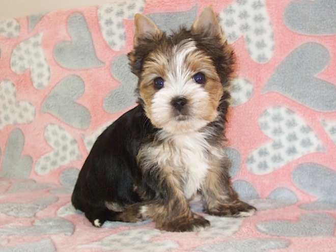 Biewer Terrier Welpe kaufen