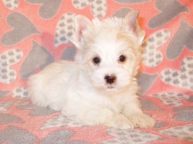 Perros Biewer Yorkie en venta