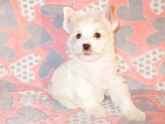 Perros Biewer Yorkie en venta