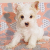Holiday, goldust Biewer Yorkie for sale