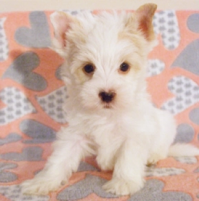 Biewer Terrier Welpe kaufen