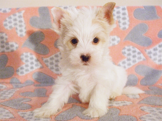 Perros Biewer Yorkie en venta