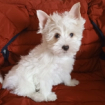 Holiday, goldust Biewer Yorkie for sale