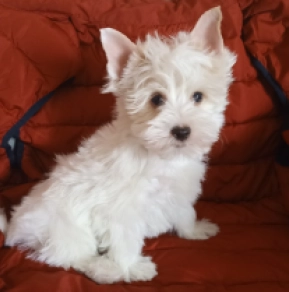 Biewer Yorkie puppy for sale