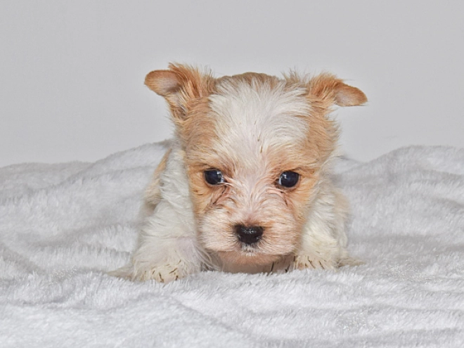 Biewer Terrier Welpe zu verkaufen