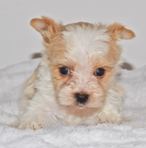 Biewer Terrier Welpe zu verkaufen