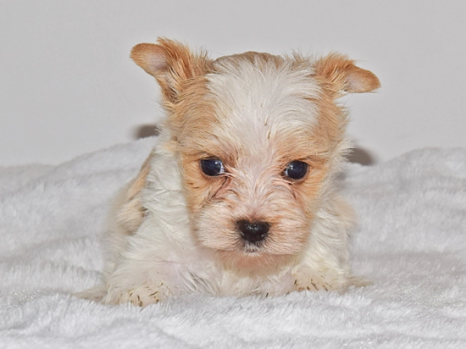 Biewer Terrier Welpe zu verkaufen