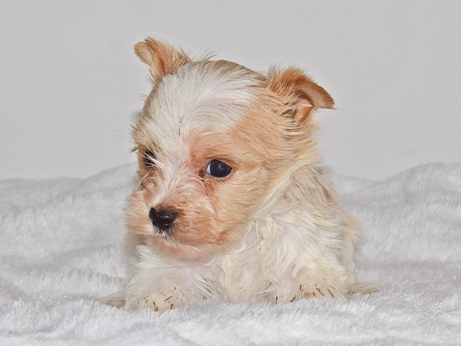 Biewer Terrier Welpe zu verkaufen