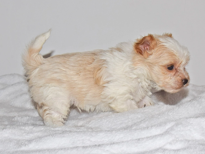Biewer Terrier Welpe zu verkaufen
