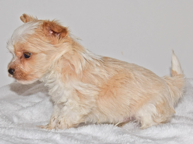 Biewer Terrier Welpe zu verkaufen
