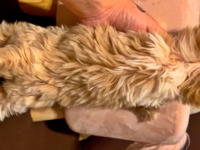 Biewer Terrier Welpe zu verkaufen