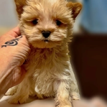 Perros Biewer Yorkie en venta