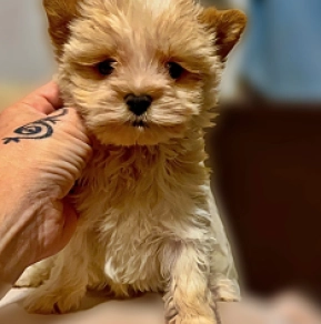 Perros Biewer Yorkie en venta