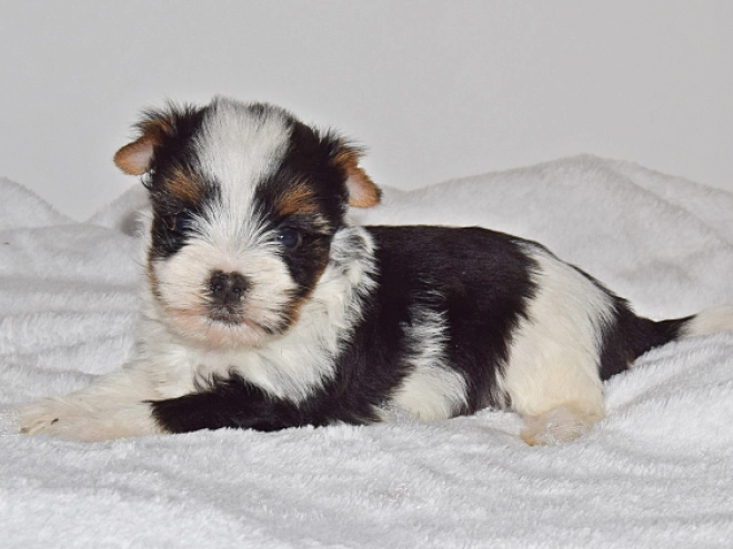 Biewer Yorkie puppy for sale